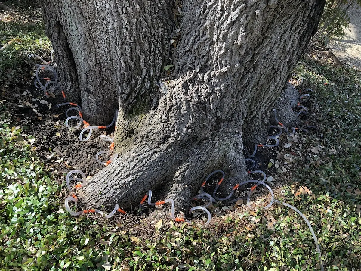 Detailed Tree Cabling and Bracing job site in East Brunswick