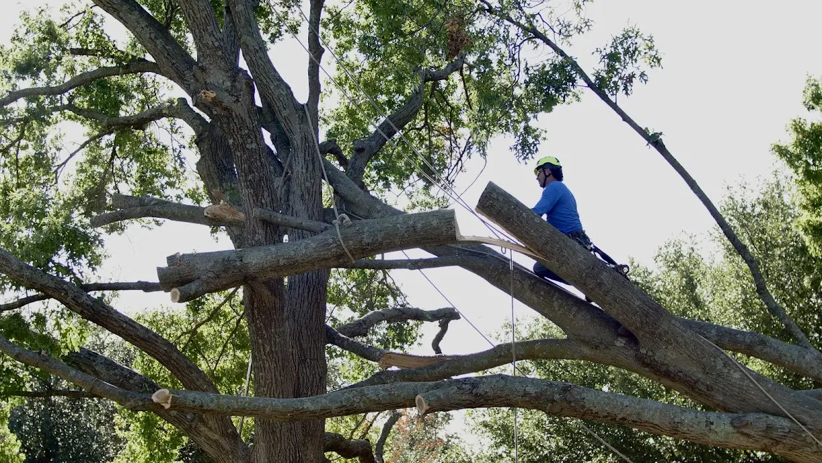 Professional Crown Thinning performed by certified arborists in East Brunswick