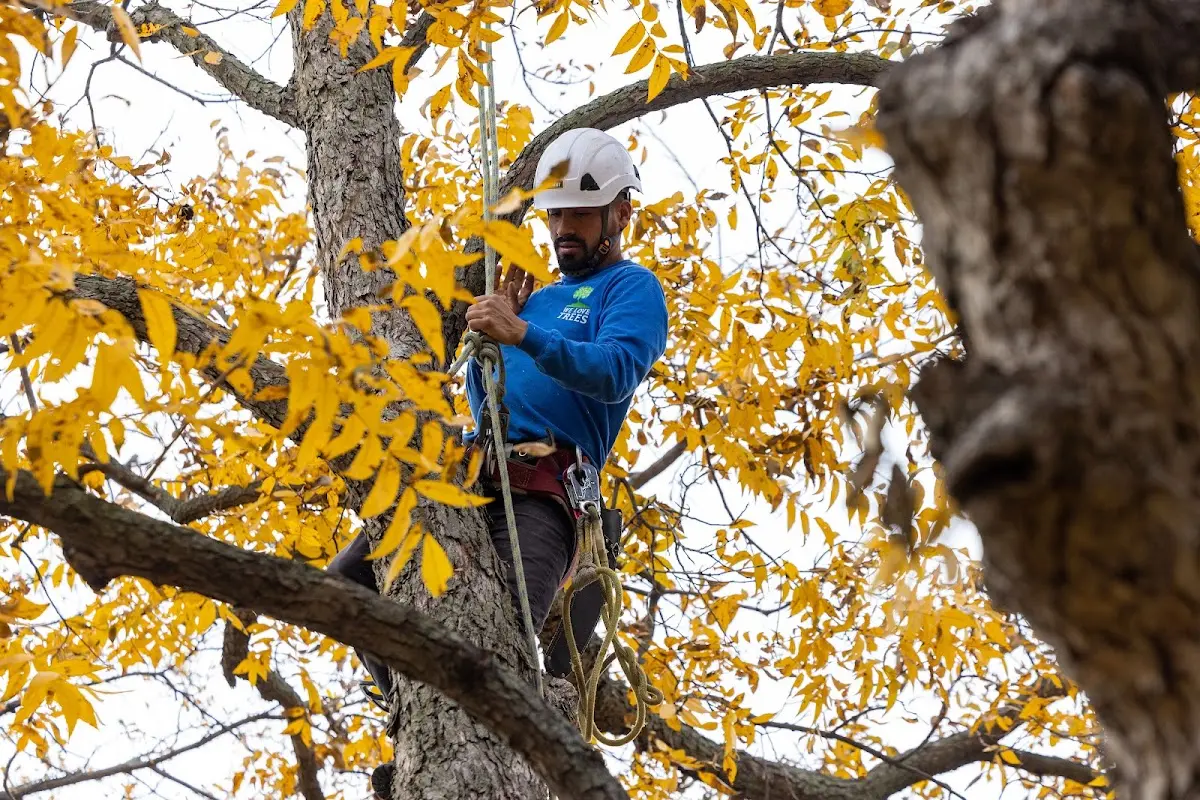 Skilled Tree Pruning crew working in East Brunswick