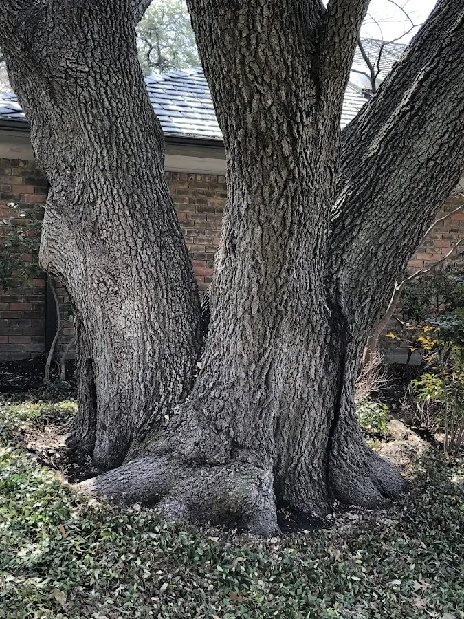 Mature heritage tree close to a East Brunswick property cared for by certified arborists